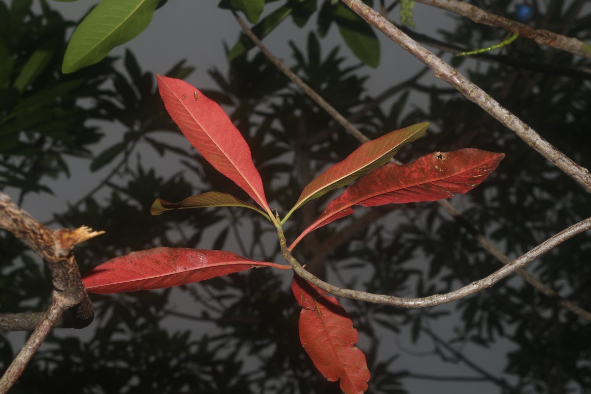 Elaeocarpus angustifolius Blume